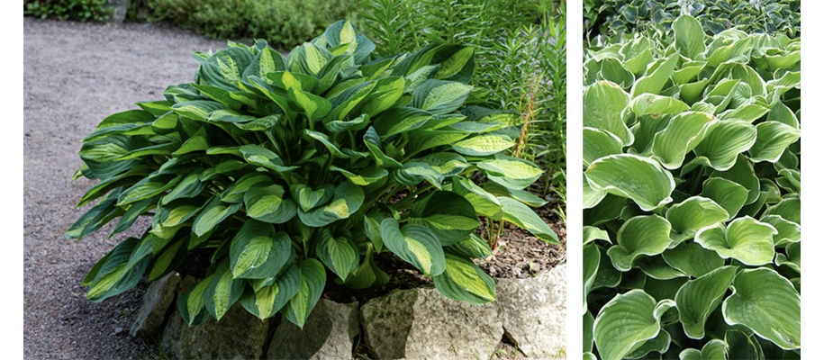 que planter en avril hosta