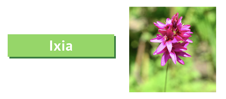 ixia