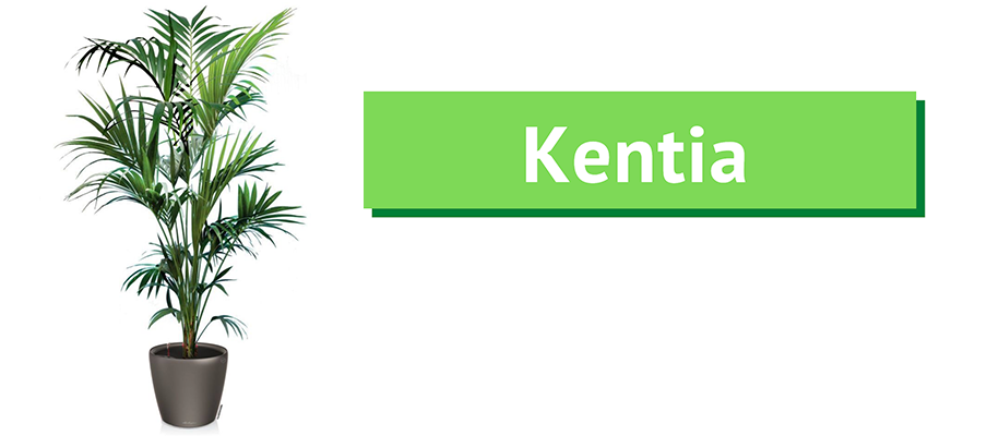 kentia