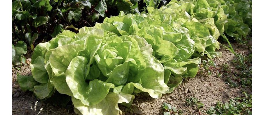 quel legume planter en avril laitue