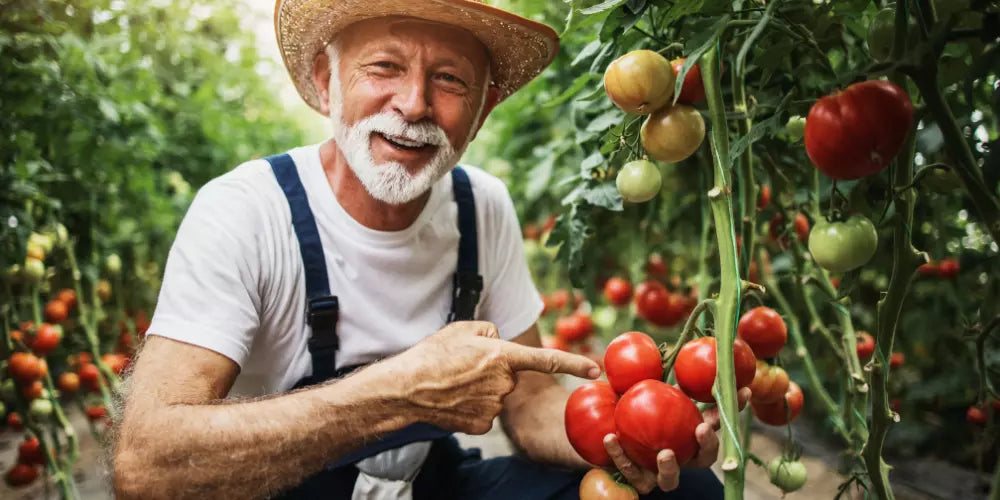 serre tomate