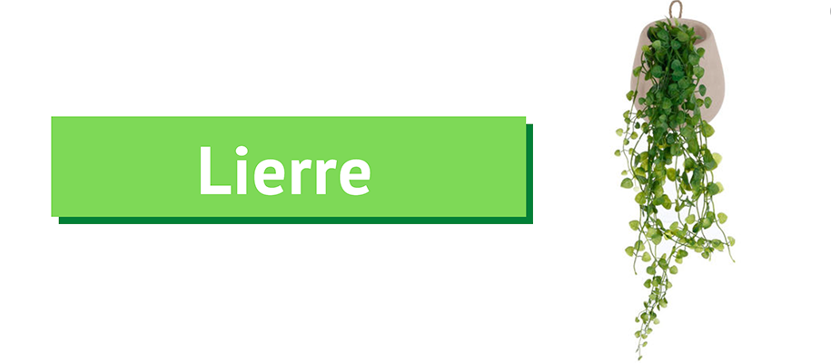 lierre