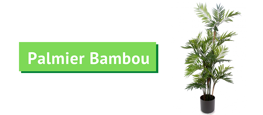palmier bambou