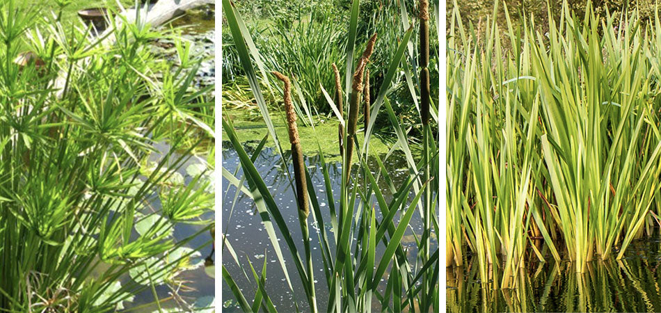 Plante Filtrante piscine