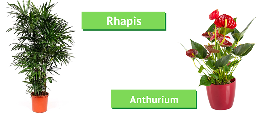 rhapis et anthurium