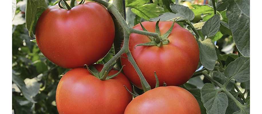 quel fruit planter en avril tomate