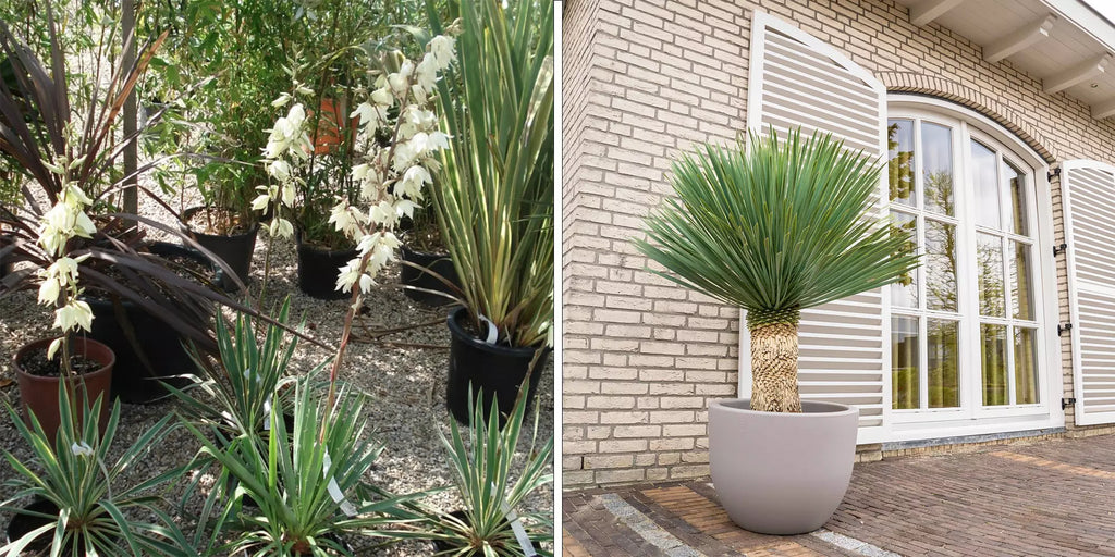 Grand pot pour plante : 5 jolis pots XXL pour un jardin surprenant