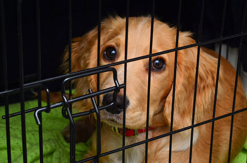 8 Crate Training Mistakes Even Professionals Make - Nala Boo