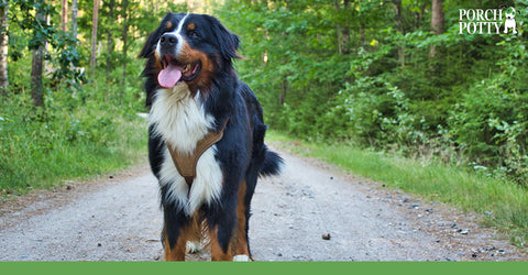 Bernese Mountain Dogs are known for their loyalty, dedicating themselves to one family.