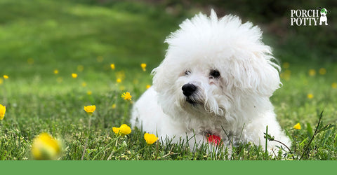 Bichon Frise didn't arrive in the United States until 1950's.