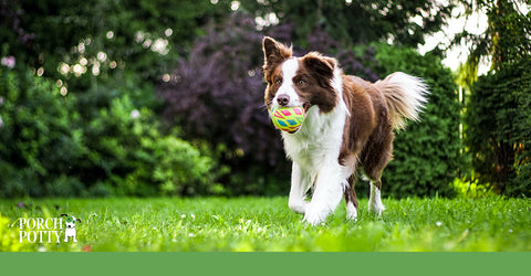 Smart, energetic and hardworking, Border Collies pick up on new concepts quickly.