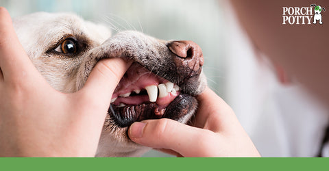 Your dog's dental health can impact their overall health in unexpected ways.