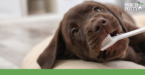 Use soft bristle brushes for your dog's teethbrushings.