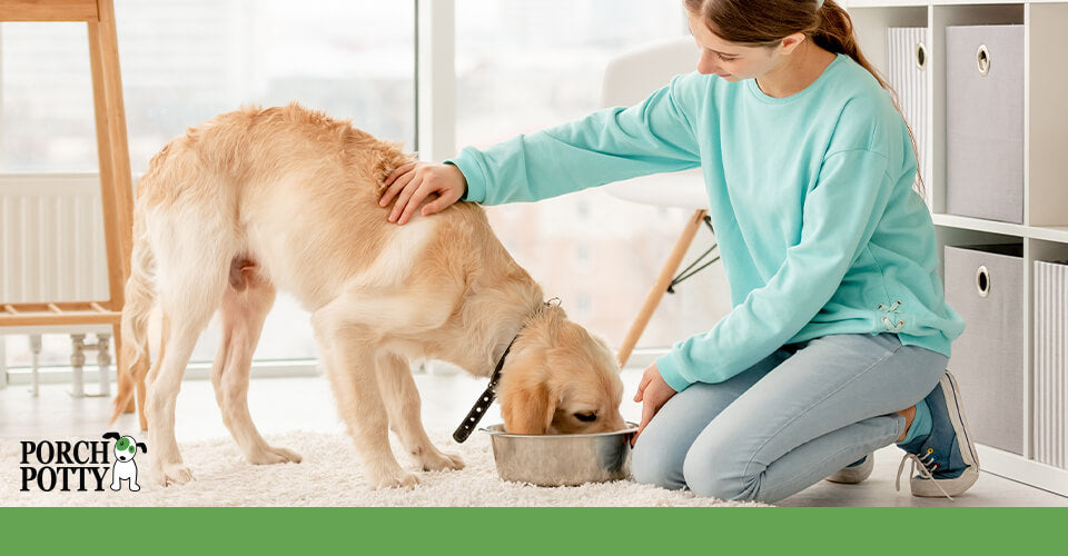 A Labrador Retriever eats kibble from a stainless steel bowl