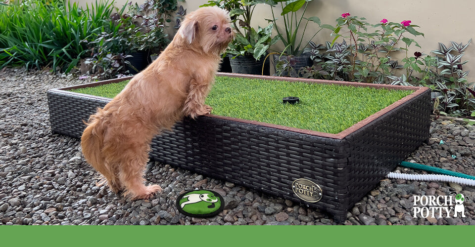 A fluffy puppy checks out a Porch Potty Standard