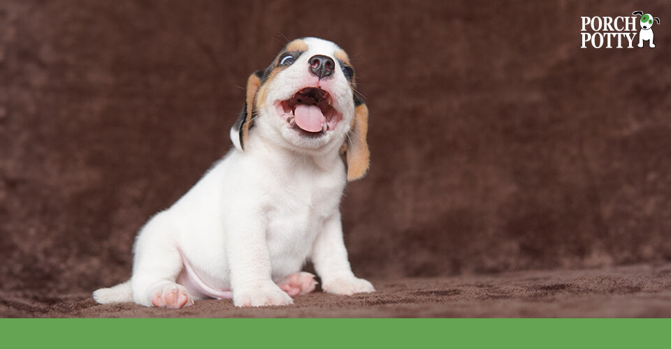 A tiny puppy a few weeks old has his mouth open as if he's barking loudly