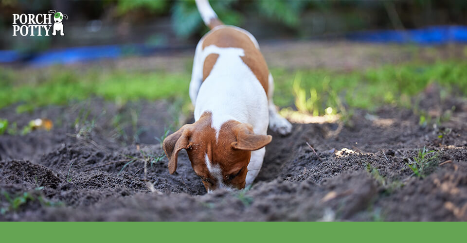 A Jack Russell Terrier digs a hole in the garden