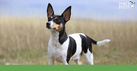 Fox Terriers are known for their high energy and are best suited to families where they will receive a lot of exercise.