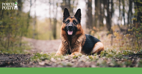 The German Shepherds tireless drive for work make them perfect for police and service work.