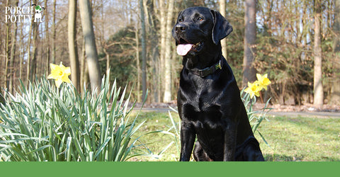 The Labrador Retriever ranks the most popular dog breed in the Americas every year for the last 31 years!