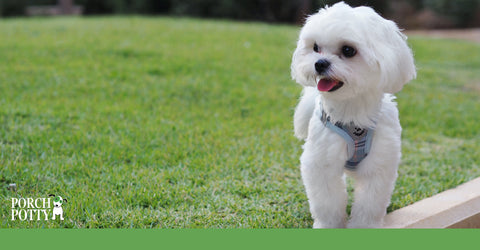 One of the most ancient dog breeds, the Maltese dates back to the fourth or fifth century BC.