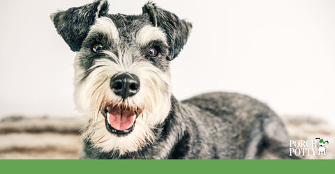 Miniature Schnauzers are loyal family dogs. Wherever their people are, they want to be, it's a good thing they are so adaptable.