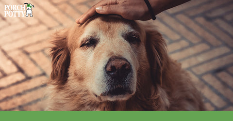 It is easier for your vet to identify health concerns if he or she has a baseline for what is normal for your dog.