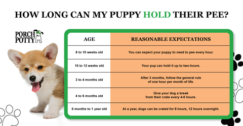 how long can a 1 year old dog hold its bladder