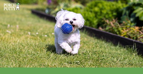A Maltese puppy chases a blue ball outside