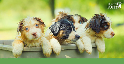 Four Australian Shepherd puppies in a tub