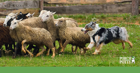 An Australian Shepherd in action herding sheep