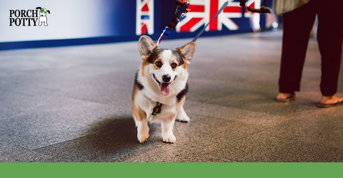 A Welsh corgi sits before a UK flag