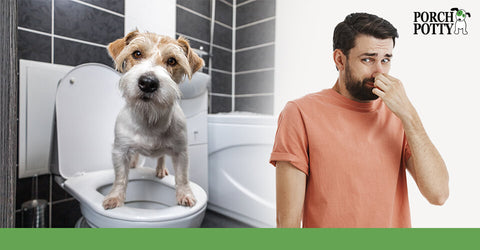 A Jack Russell Terrier sits on a toilet while its owner holds his nose against the smells