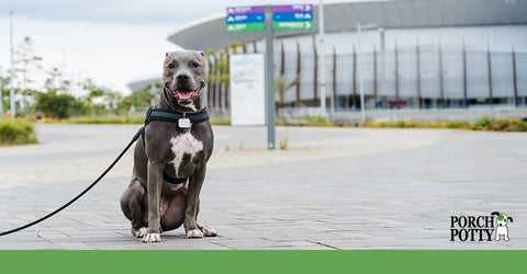 A dark gray dog on a leash sits outside of an airport