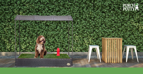 A fluffy dog sits on a Porch Potty