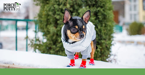 A Chihuahua in a coat and boots is out in the snow