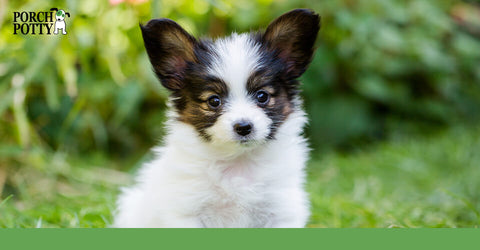 A tiny black and white Papillon puppy