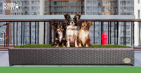 Three Papillon dogs sit on a Porch Potty