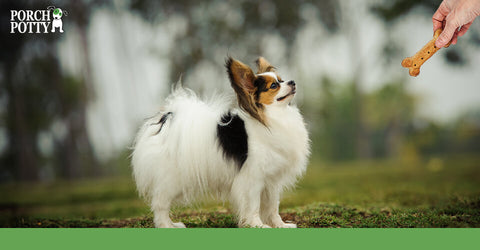 A Papillon stands and waits for the treat that its owner is offering