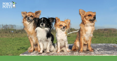 Four Papillon dogs sit together outside
