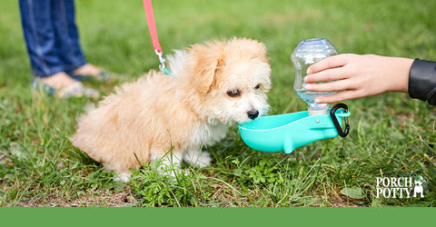 A very fluffy puppy drinks from a water bowl