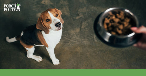 A Beagle patiently waits for its dinner