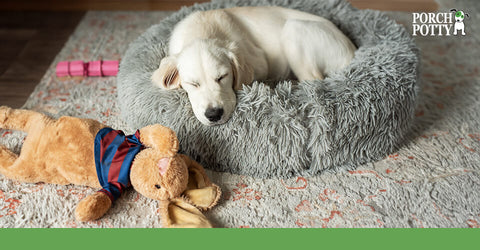 A white puppy is curled up in a dog bed asleep