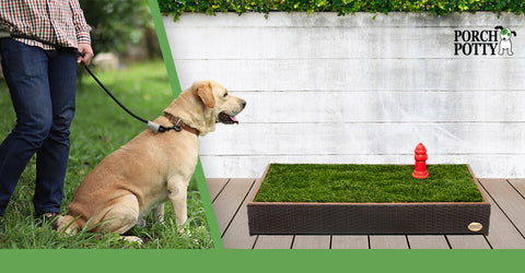 A senior dog's owner leads it to a Porch Potty on a leash