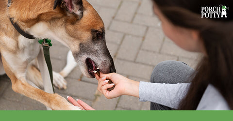 A dog's owner offers a treat for good behavior.