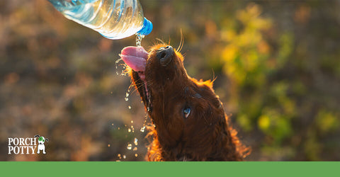 A dog drinks water from a water bottle