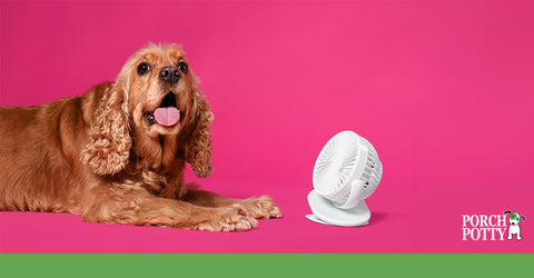 A cocker spaniel sits before a fan to cool off