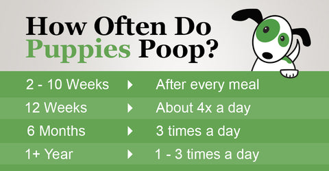 How Often Do Puppies Poop? 2-10 Weeks will poop after every meal. 12 week old puppies will need to poop about 4x a day. 6 month old puppies usually poop 3 times a day. After a year, most dogs will poop 1-3 times a day.