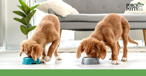 Two tn puppies drink from two separate water bowls