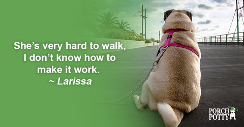 Leash pulling can take the fun out of daily walks, Siddhika offers advice on how to nip this nagging behavior in the bud.